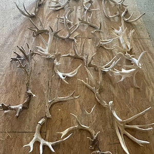 Natural Antlers (Large) - sold in 2 pound lots