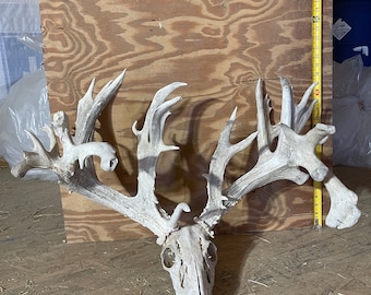 May include: A white deer skull with large antlers. The antlers are spread wide and the skull is facing the camera. The skull is sitting on a wooden surface.