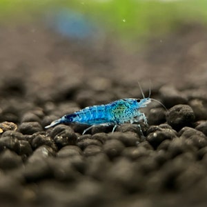 Natural Feed Kit and Blue Diamond Neocaridina Shrimp Perfect Aquarium Companions Bild 2