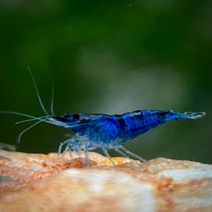 Natural Feed Kit and Blue Diamond Neocaridina Shrimp Perfect Aquarium Companions Bild 5