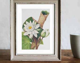 Mary Vaux Walcott 'Amerikanische Seerose' Botanische Kunst | Detaillierte weiße Blumen Illustration für Serene Home Decor