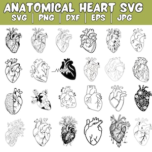 Anatomical Heart svg bundle, Flower Heart Svg, Nurse Life, Human Heart Svg, Heart S, Anatomy Svg, Medical Svg, Cut File Cricut, Silhouette