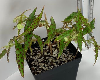 Begonia Amphioxus