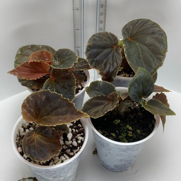 Begonia Darthvaderiana x Malachosticta