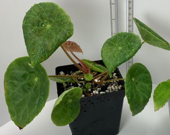 Begonia Natunaensis