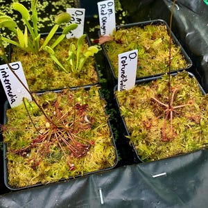 May include: A collection of carnivorous plants in small black square pots. The plants include Venus flytraps and sundews, with labels reading "D. intermedia", "O.M. Red Dragon", and "D. rotundifolia". The plants are surrounded by green moss.