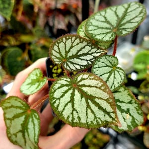 Begonia U400 (2" Pot) / Silver Markings / Terrarium / Houseplant