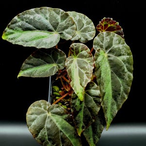 May include: A close-up of a Begonia plant with large, textured leaves. The leaves are primarily dark green with lighter green and white variegation. The plant has a dark background, highlighting the intricate patterns and colors of the foliage.