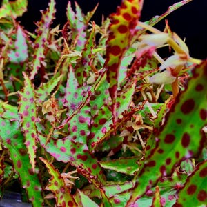 SEEDS: Begonia Amphioxus (20+ SEEDS) - Begonia Seeds / Houseplant / Terrarium Plant