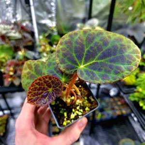 Begonia Rockii (2.5" Pot) / Iridescent Blue Foliage / Terrarium / Houseplant