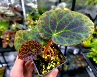 Begonia Rockii (2.5" Pot) / Iridescent Blue Foliage / Terrarium / Houseplant