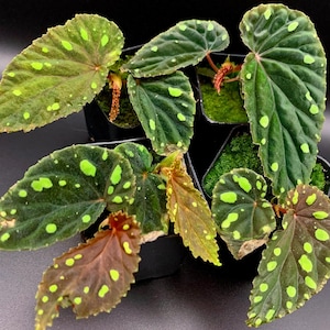 SEEDS: Begonia aff. Atricha (20+ SEEDS) - Begonia Seeds / Houseplant / Terrarium Plant