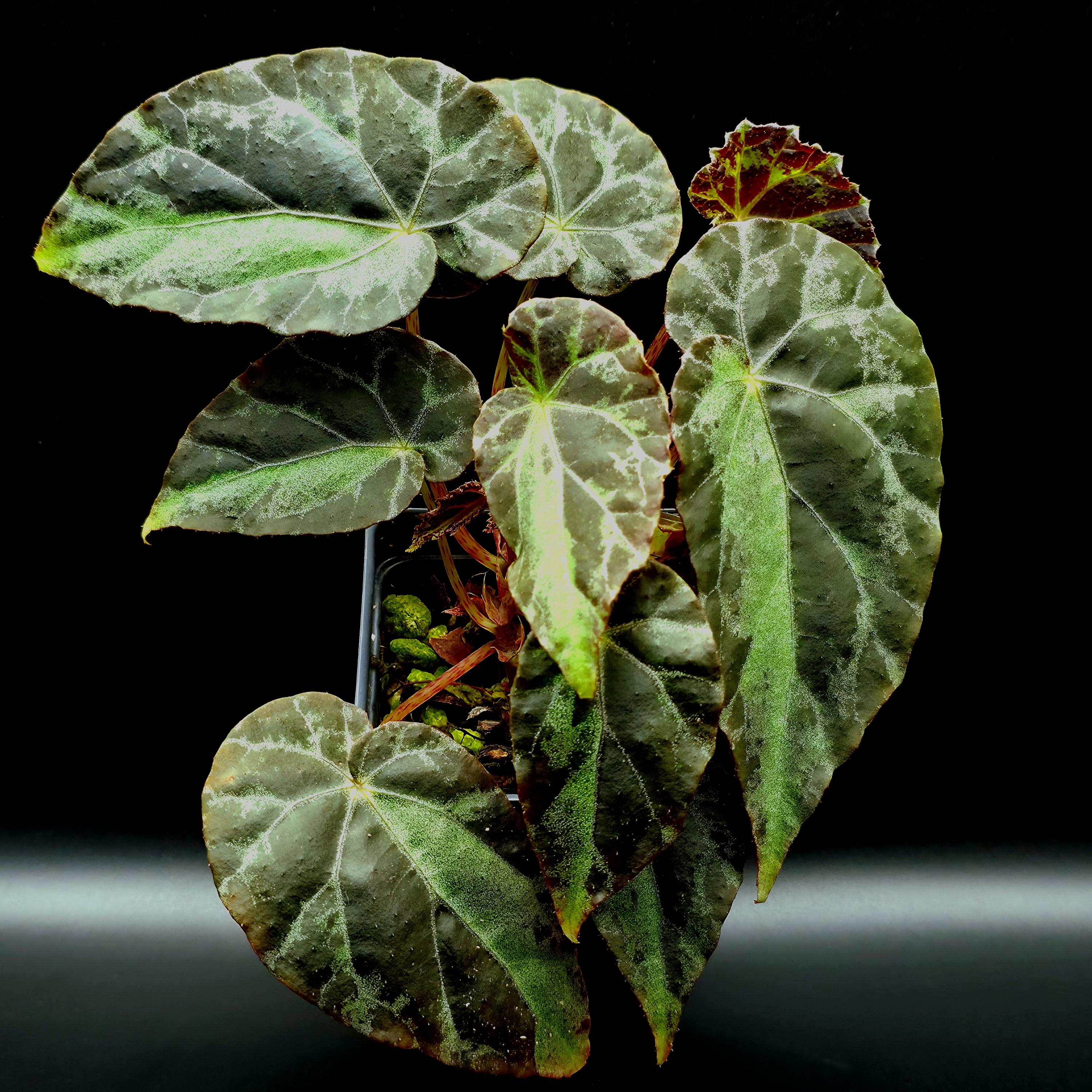 Begonia Burkillii Dark - Etsy