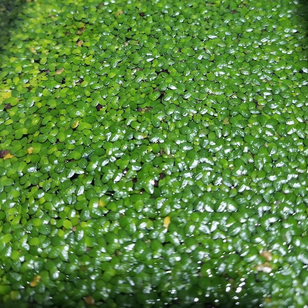 Two 2-Ounce Cups of Duckweed (Lemna Minor)