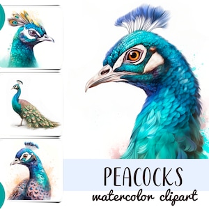 Imágenes prediseñadas de pavos reales en acuarela - papel digital de aves tropicales - sublimación de aves exóticas JPG - retrato de pavo real - esmeralda, azul - Junk Journal