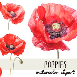 Clipart aquarelle de coquelicots - illustrations PNG de coquelicots rouges vifs - graphiques de fleurs sauvages - fleurs sur fond transparent - Junk Journal