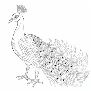 Peacocks, digital download, coloring pages, henna mandala