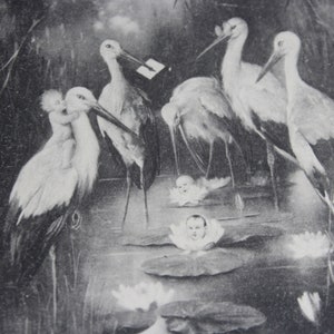 carte postale photo antique | bébés cigognes nénuphars | sépia | Art Nouveau Allemagne 1901