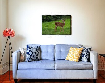 Little fella, wildlife photography, fawn, nature, backyard photo, JPEG, digital download