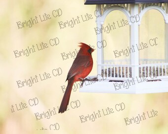 Mr. Cardinal, spring day, bird feeder, nature, bird, photography, Digital download, JPEG