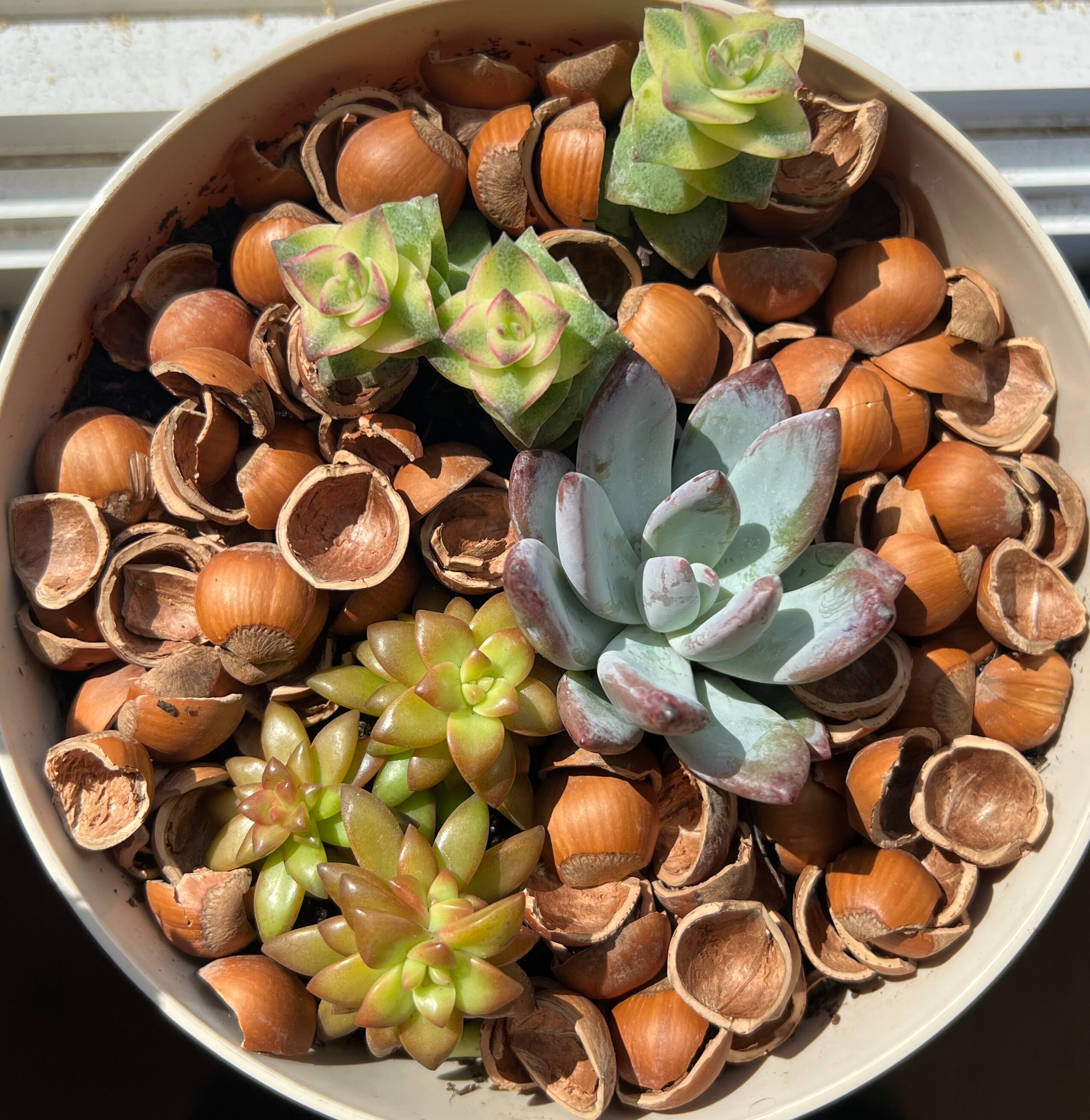 Hazelnut Shell Mulch House Plants Outdoor Potted Plants Etsy