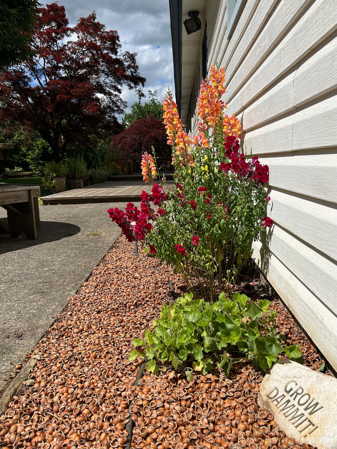 Hazelnut Shell Mulch House Plants Outdoor Potted Plants Etsy