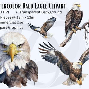 Aquarell Weißkopfseeadler Clipart, Aquarell Adler, Weißkopfseeadler PNG, Amerikanischer Adler, Vaterländischer Adler, Transparenter Hintergrund, kommerzielle Nutzung