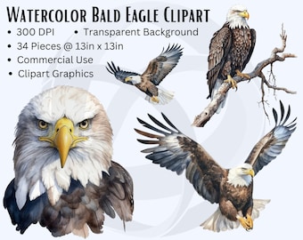 Watercolor Bald Eagle Clipart, Watercolor Eagle, Bald Eagle PNG, American Eagle, Patriotic Eagle, Transparent Background, Commercial Use