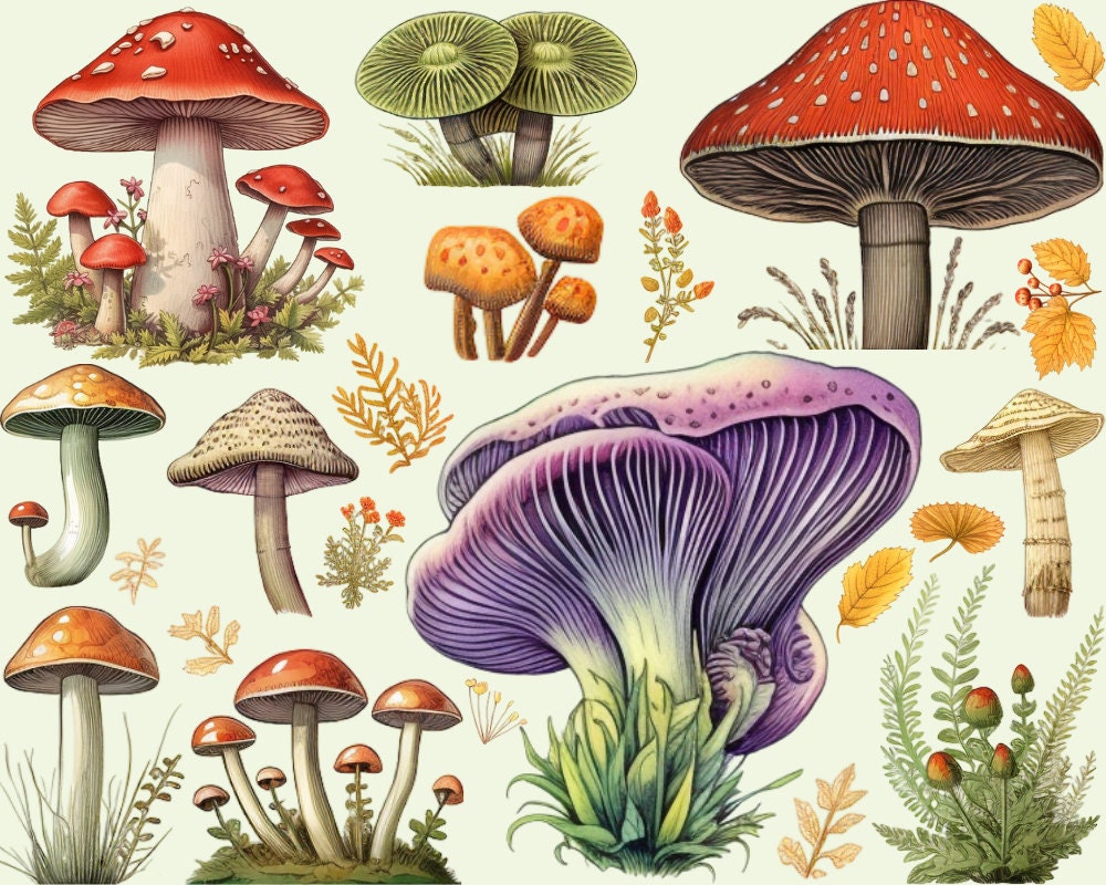 Aquarell Pilz Clipart Sammlung Wald Natur Fliegenpilz Clipart PNG aquarell-pilz-clipart-sammlung-wald-natur-fliegenpilz-clipart-png