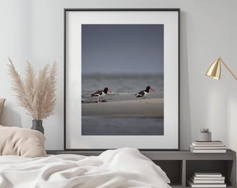 Ostreros en la playa / Fotografía de fauna costera, póster de viaje de aves, impresión fotográfica sin marco, arte mural de aves marinas