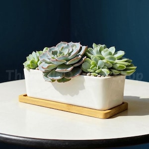May include: A rectangular white ceramic planter containing multiple green succulent plants with rosette-shaped leaves. The planter sits on a matching rectangular bamboo tray, providing a clean and simple base for the arrangement of the plants.