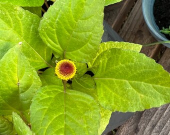 Toothache flowers