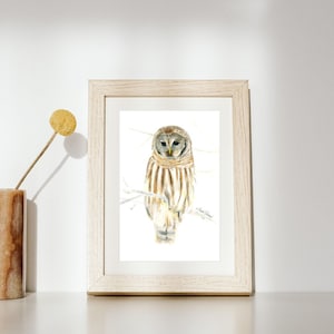 Limited edition print, barred owl fine art print, illustration, wall art, animal poster, watercolor birds