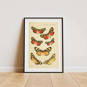 Butterfly Print | The Cabinet of Oriental Entomology | Vintage Insect Illustration | Digital Download