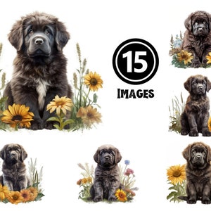 Neufundländer Welpe Clipart Set 15 JPG Illustrationen Entzückende Haustier Digital Download Flauschiger Hund Kunst Kinderzimmer Dekor Tierliebhaber Geschenkideen