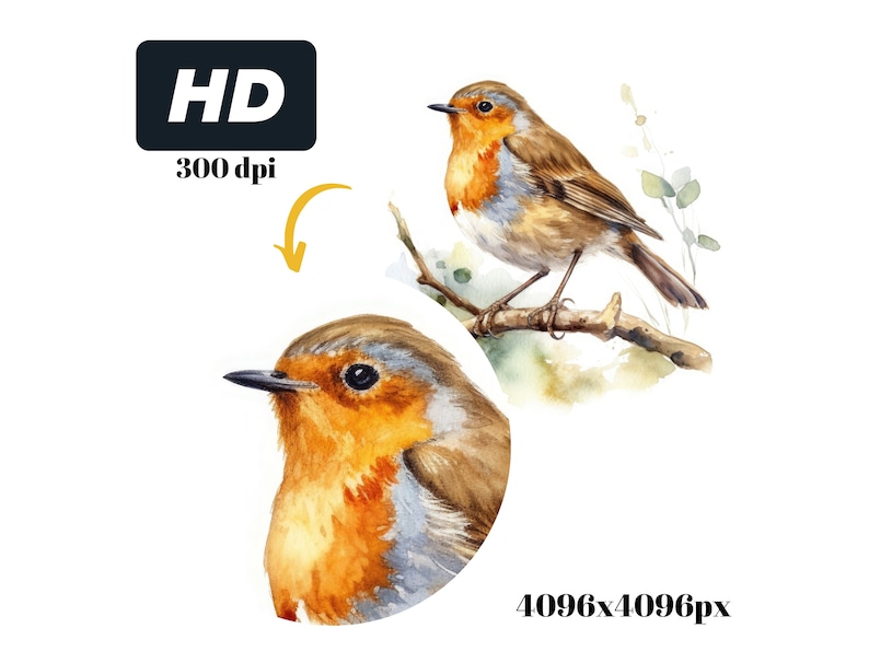 Watercolor Robin Bird Clipart Collection 15 JPG Illustrations Digital ...
