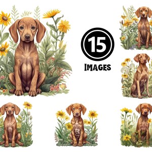 Vizsla Puppy Clipart Supreme Collection 15 JPG Activos digitales Vibrantes ilustraciones de perros para proyectos y regalos para entusiastas amantes de las mascotas