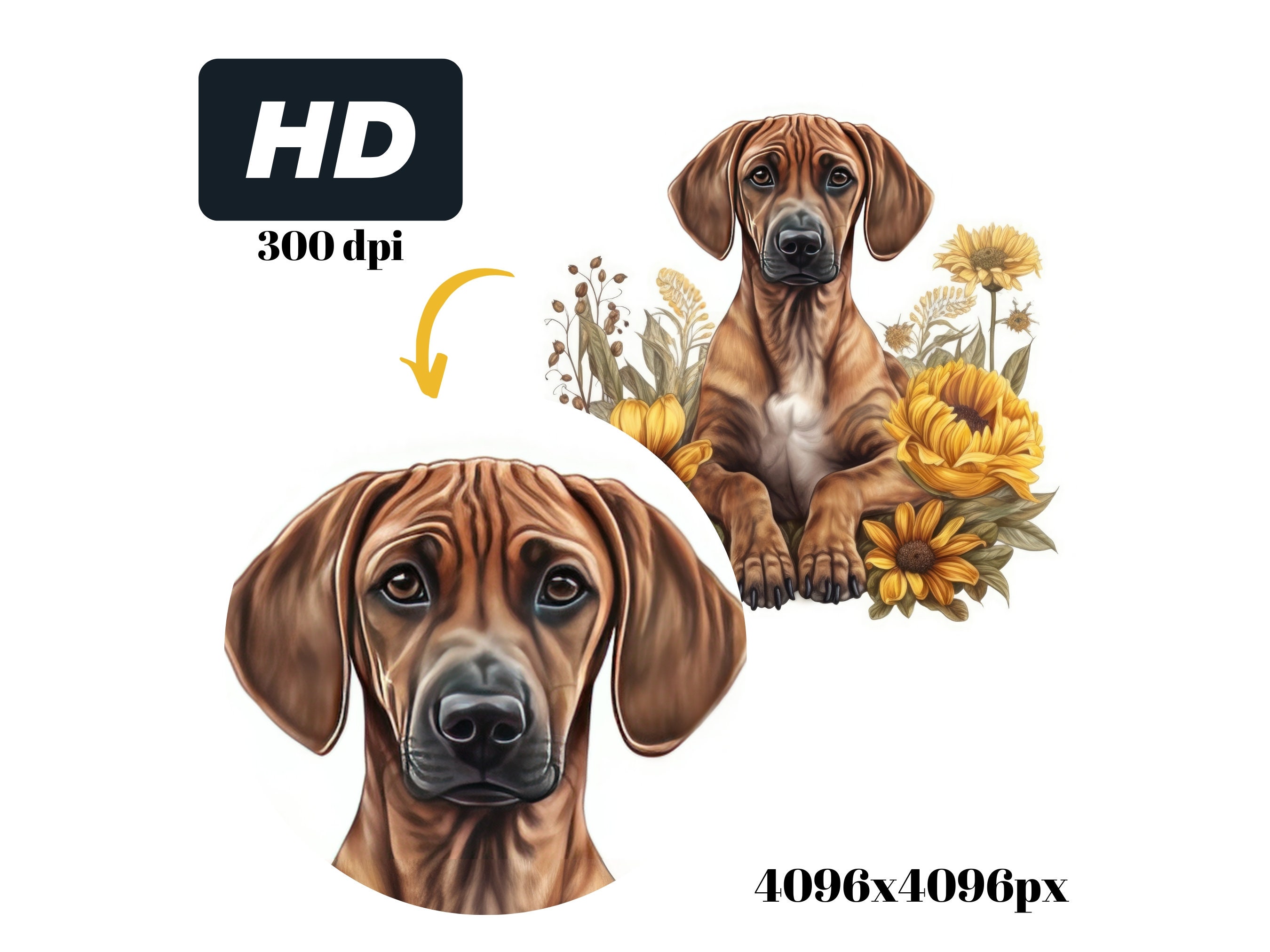 Rhodesian Ridgeback Art Base Rhodesian Ridgeback Puppy Clipart Bundle Majestic Dog Illustrations ...