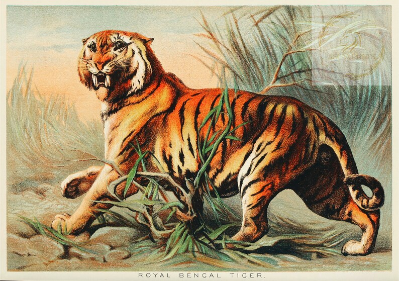 Op de afbeelding: Een vintage illustratie van een Bengaalse tijger met oranje en zwarte strepen, staand in hoog groen gras. De tijger gromt met zijn bek open en toont zijn tanden.