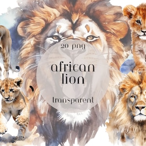 Clipart de leão africano em aquarela, essas imagens impressionantes da vida selvagem são para uso comercial, download digital instantâneo em formato PNG e transparente