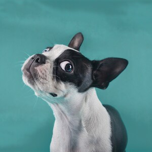 Boston Terrier Art Oil Painting