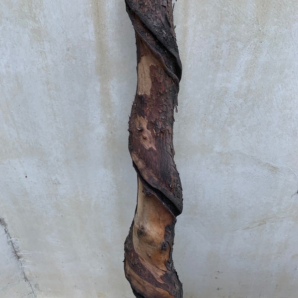 Madrone spiral, large