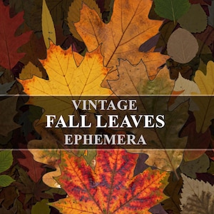 May include: A collage of colorful fall leaves in shades of red, orange, yellow, and green. The image features various leaf shapes and textures, with the words "VINTAGE FALL LEAVES EPHEMERA" overlaid in white text.