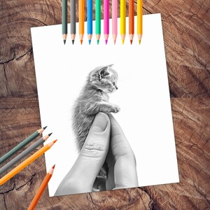 Tiny kittens in palm coloring book illustrations