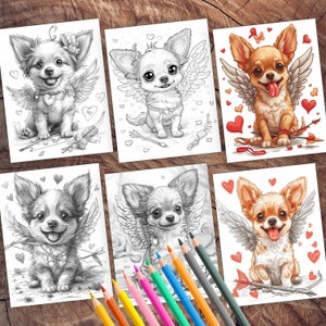 Sweet chihuahua with love for Valentine's Day