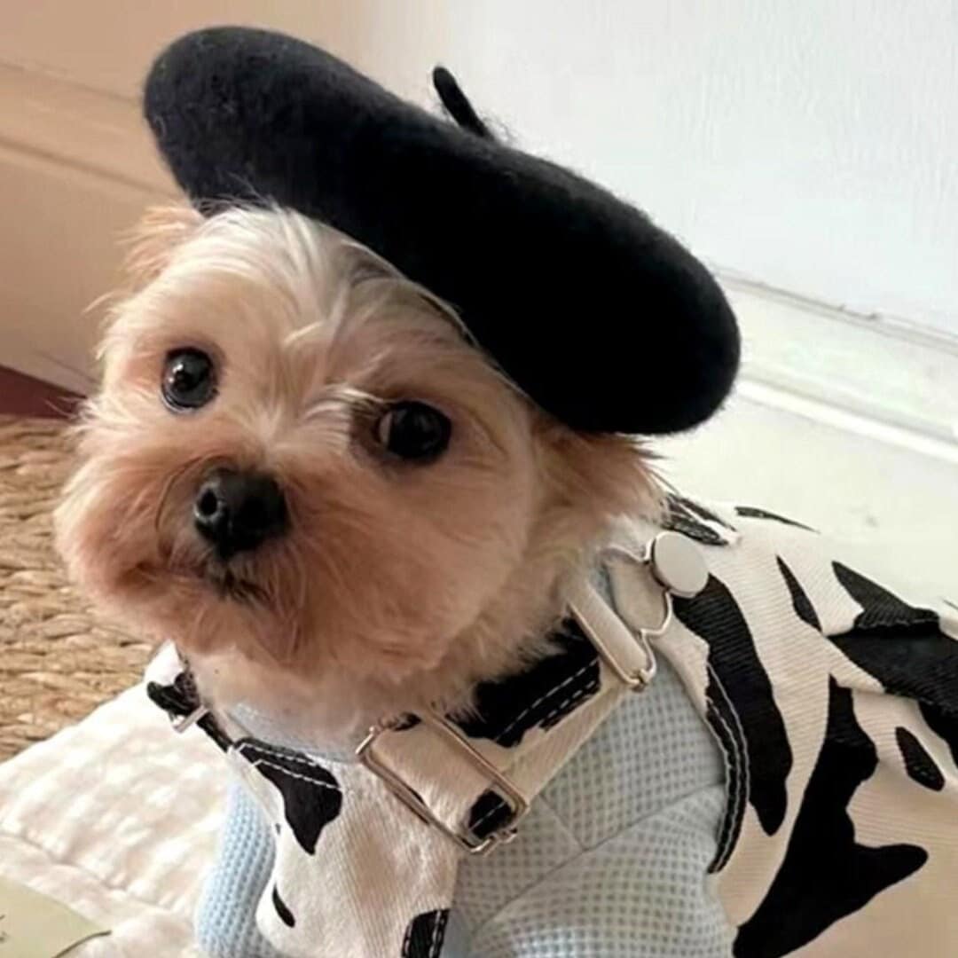 French Beret Hat Hat for Dog Dog Hat Dog Beret Dog Etsy