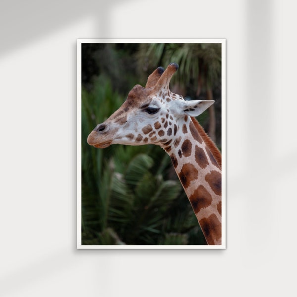 You Giraffe Me Crazy Poster - Animal Photography Print - Wall Art for Home Decor