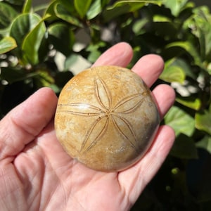 May include: A tan sand dollar with a star-like pattern is held in a hand. The sand dollar is round and has a slightly rough texture. The background is blurred green foliage.