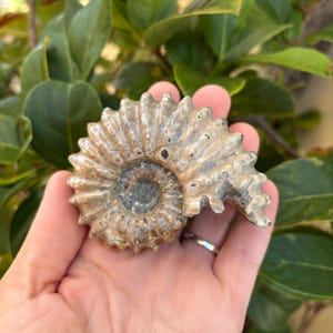Puede incluir: Una concha de amonita fosilizada con forma espiral y color marrón claro y plateado.