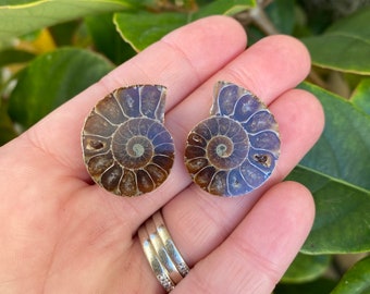 Petite paire d'ammonites fendues de Madagascar - Fossile authentique et naturel